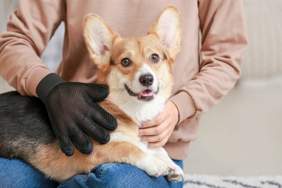 Wie seine Elterntiere haart auch der Schäferhund-Corgi-Mix stark - vor allem im Herbst und Frühjahr.