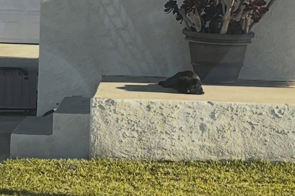 Die Hündin lag erschöpft vor dem Haus – die Hitze machte ihr sehr zu schaffen.