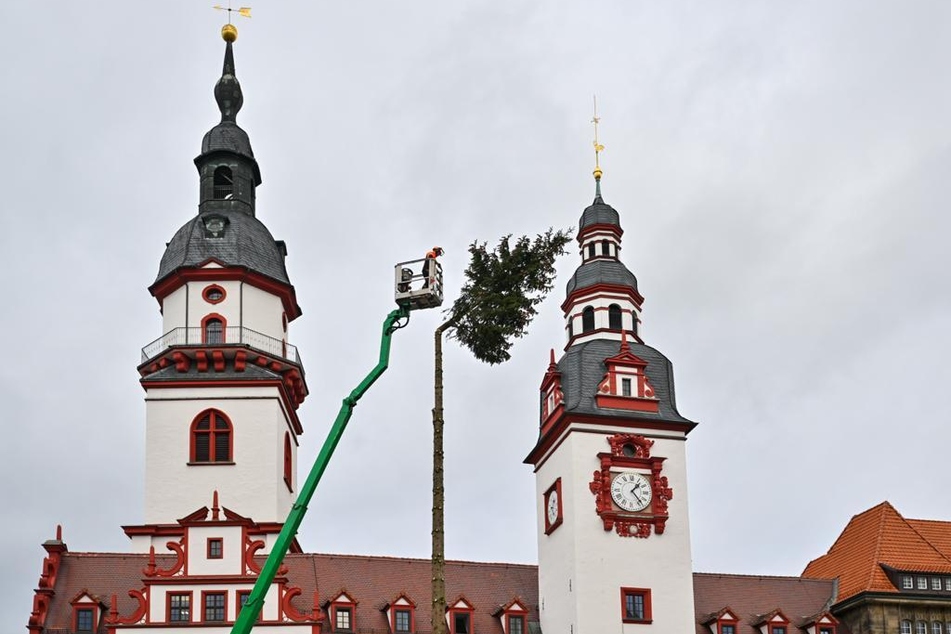 Das war's! Am Montag wurde der Chemnitzer Weihnachtsbaum gefällt. Hier verabschiedet sich gerade die Spitze vom kahlen Stamm.