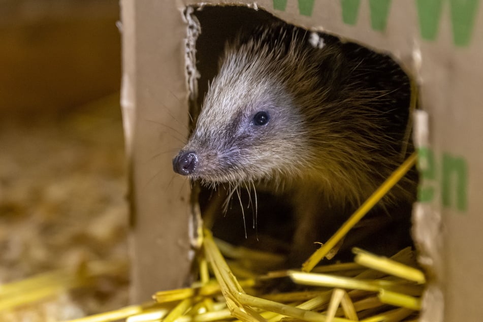 Ein Pappkarton dient dem kleinen Igel als Schlafhäuschen. Einen Winter im Freien würde das Leichtgewicht nicht überstehen.