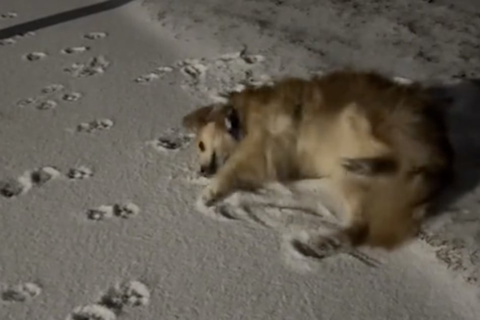 Voller Freude sprang der Hund in den Schnee.