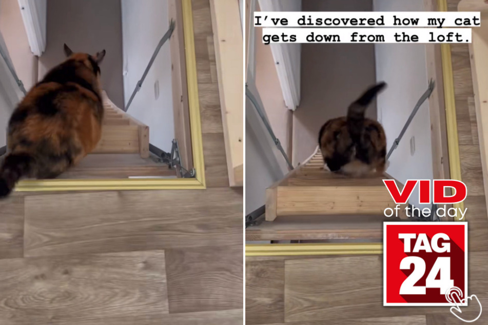 Today's Viral Video of the Day showcases a cat with a hy-stair-ical special talent.