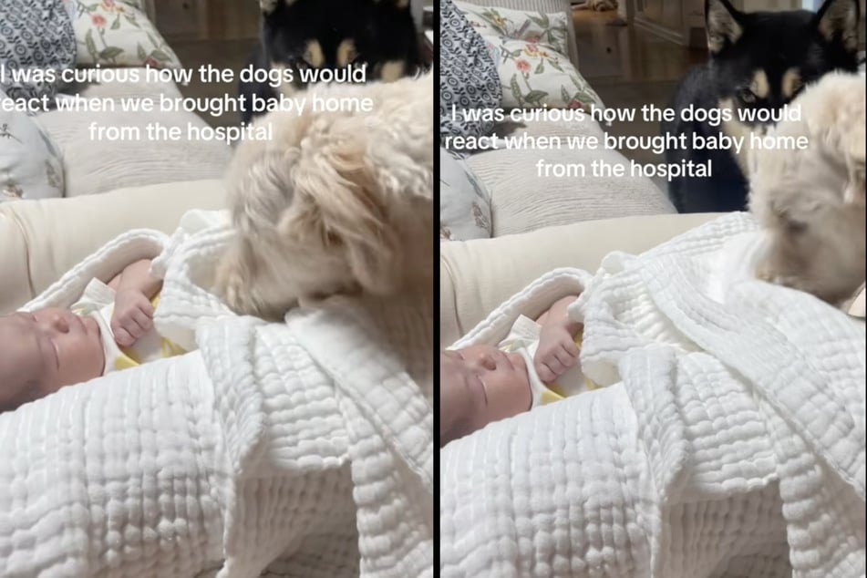 Die beiden Hunde sind zum ersten Mal auf das Baby ihrer Besitzerin getroffen. Doodle "Mango" ist direkt verliebt und kümmert sich.