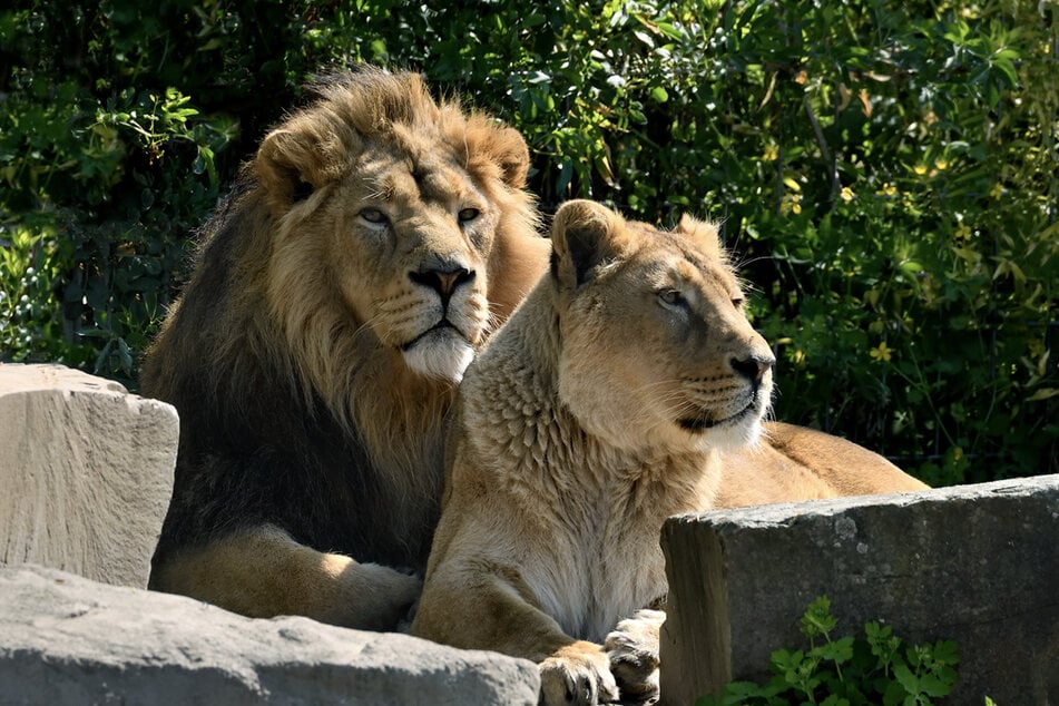 "Navin" und "Gina" sind vor wenigen Tagen wieder Eltern geworden.
