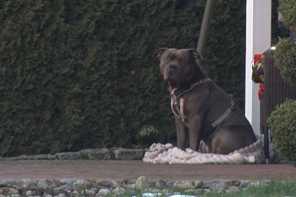 Hund beißt Herrchen (†33) tot: Bruder des Besitzers will Tier behalten