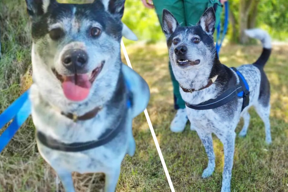 Hund hat lange Reise hinter sich: Kommt Bali jetzt endlich an?