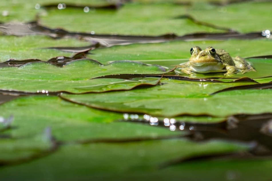 Sind Frösche im Teich gut oder schlecht? Das bewirken sie in Deinem Garten