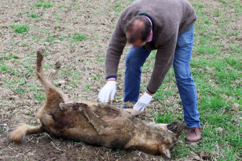 Ein Sachverständiger untersucht einen toten Wolf. Das Tier hatte ein Landwirt nahe der bayerisch-österreichischen Grenze gefunden.