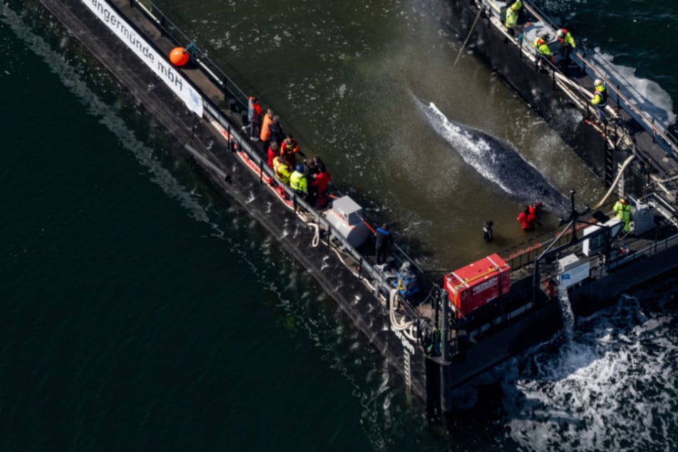 Buckelwal "Timmy" hat's geschafft! Fahrt startet heute Nacht