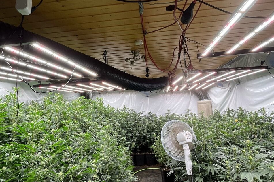 Eine der beiden von der Polizei entdeckten Cannabis-Plantagen, die die Kriminellen in Solingen und Mönchengladbach professionell betrieben hatten.