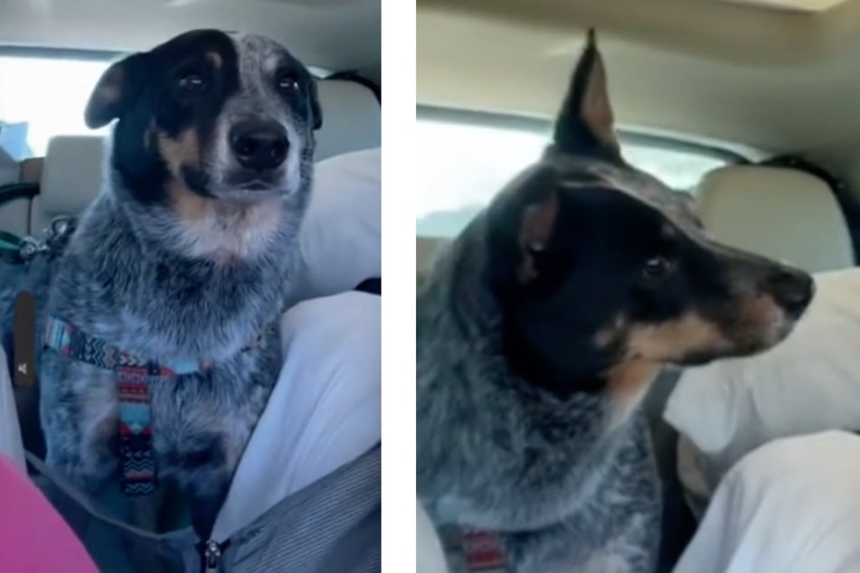 Hund fährt seit über 20 Stunden im Auto: Als er erfährt, wohin es geht, kann er nur noch jaulen