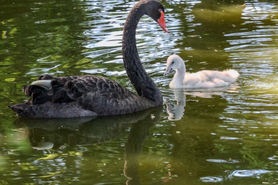 Die Schwarzschwan-Eltern ziehen das "Kuckuckskind" liebevoll groß.