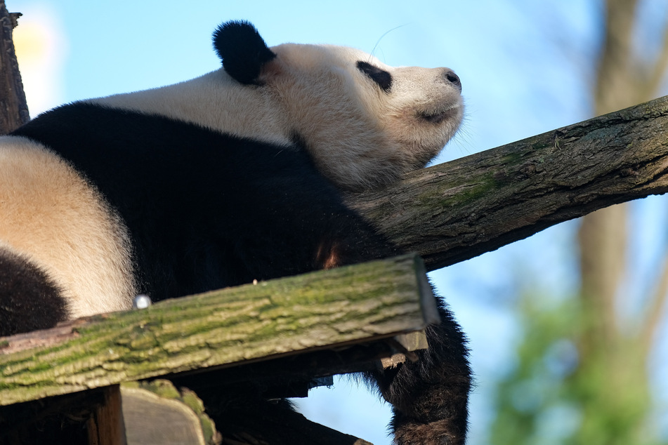 Der Große Panda Tian Bao ruht sich im Zoo Pairi Daiza aus. Auch Pandas sind in Zoos oft unglücklich.