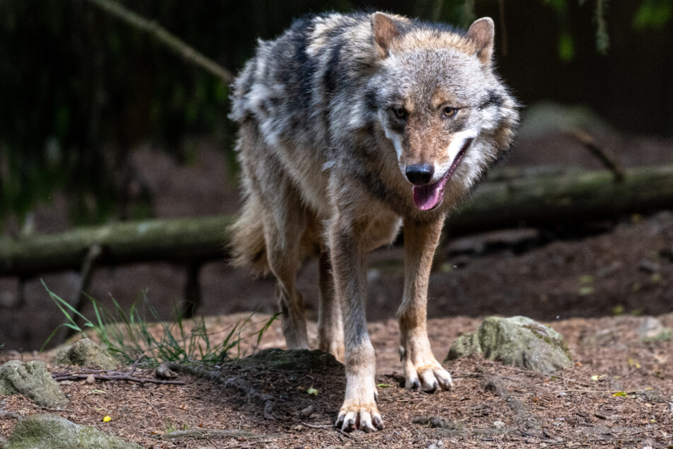 Die Zahl der Wölfe im Freistaat steigt seit Jahren an.