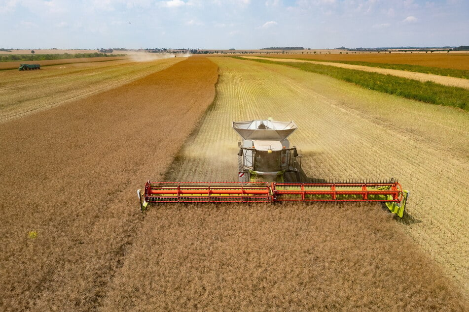 Ein Mähdrescher mit Raupenfahrwerk bei der Ernte.