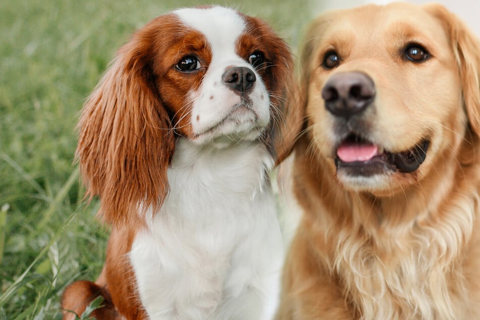 Golden Retriever paart sich mit Cavalier King Charles Spaniel: So sieht der Welpe aus