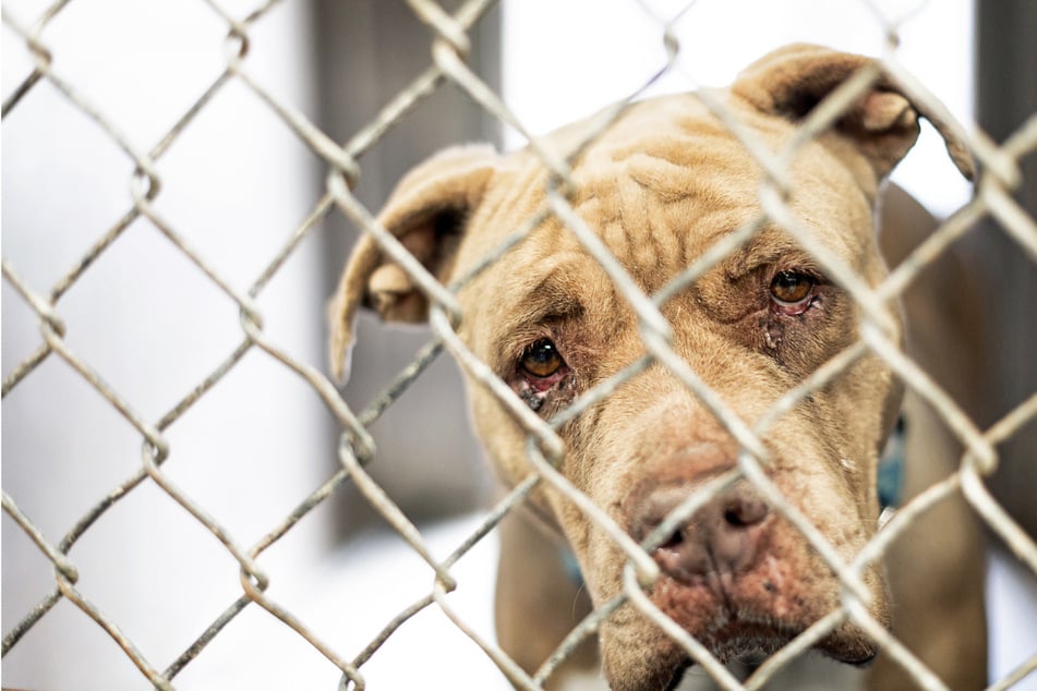 Tragische Verwechslung: Tierheim schläfert aus Versehen Hund in Quarantäne ein