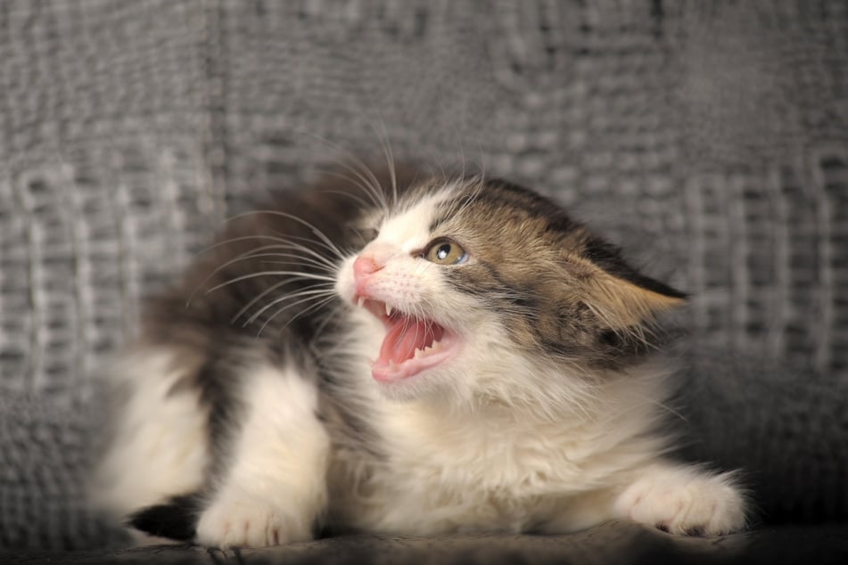 Warum Katzen fauchen, ist nicht immer direkt ersichtlich.