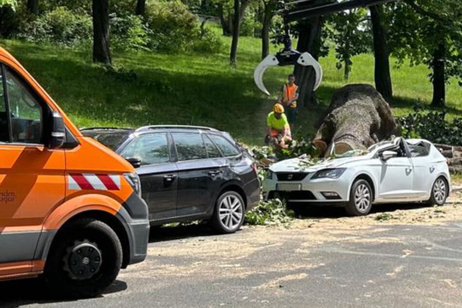 Windböen suchen Dresden heim: Feuerwehr im Dauereinsatz