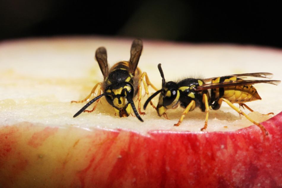 How can you keep wasps away from you and your family?