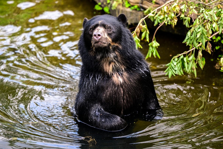 "Hans" im Glück: Der sechseinhalbjährige Brillenbär liebt es, im Wasser zu planschen.