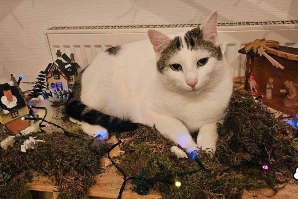 Doria, kotka dama, również kiedyś była mieszkańczynią schroniska dla zwierząt. Od września mieszka w swoim nowym domu i w końcu może świętować Boże Narodzenie w rodzinie.