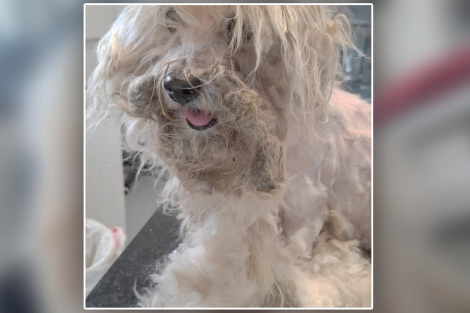 Jakmile bezmocný čtyřnohý vstoupil do útulku, zachránci zvířat se pustili do rozčesávání jeho zamotaného kožichu.