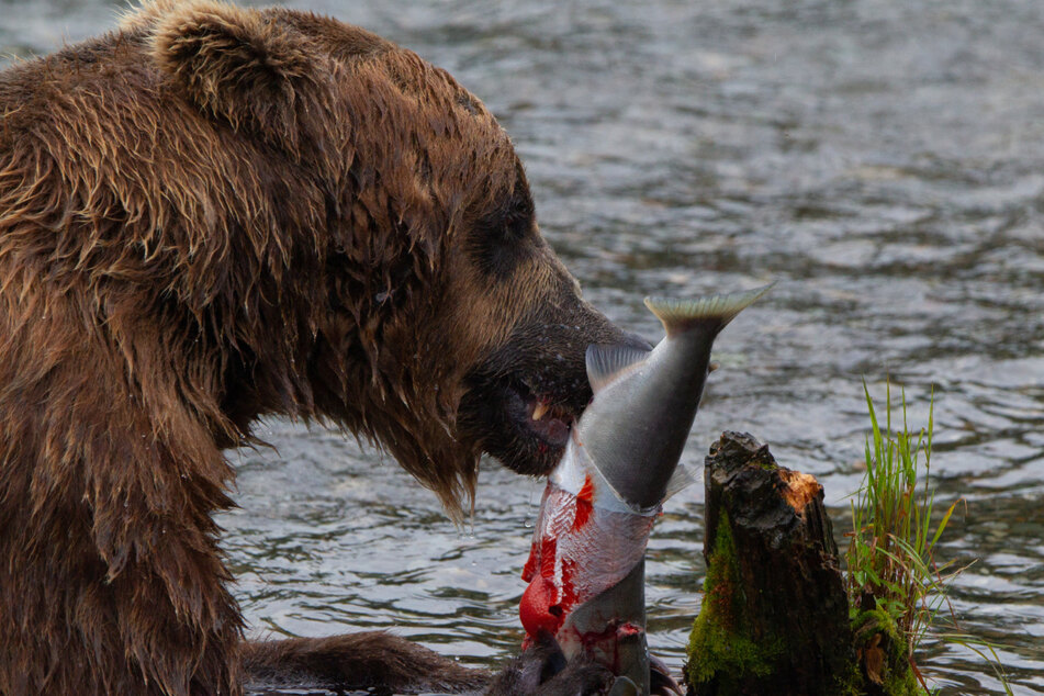 Für den Winter müssen sich Grizzlybären eine ordentliche Fettschicht zulegen - das funktioniert nur, wenn sie genügend Fische aus den Flüssen ziehen.