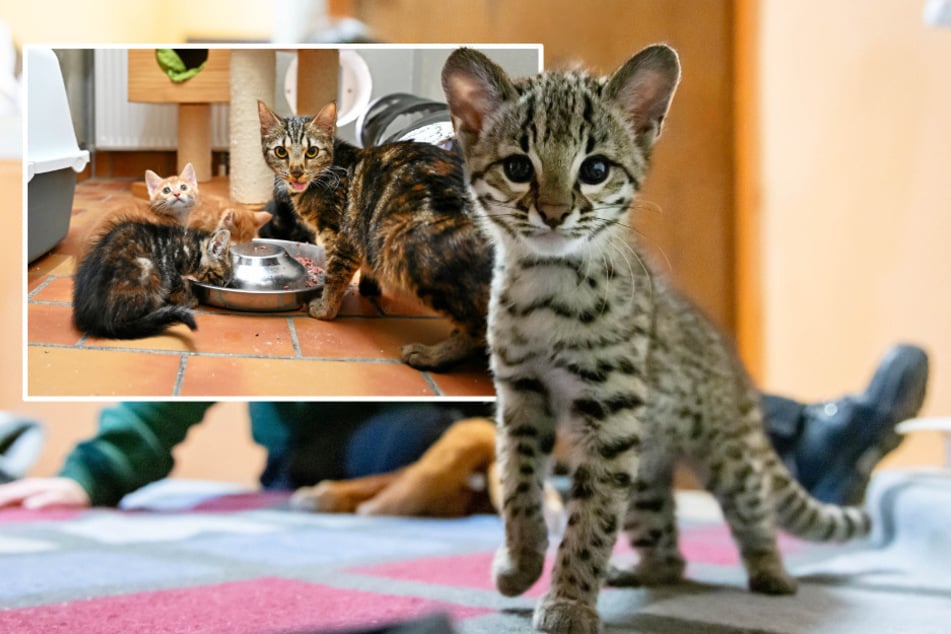 Vermittlungsstopp bei Tierheimen