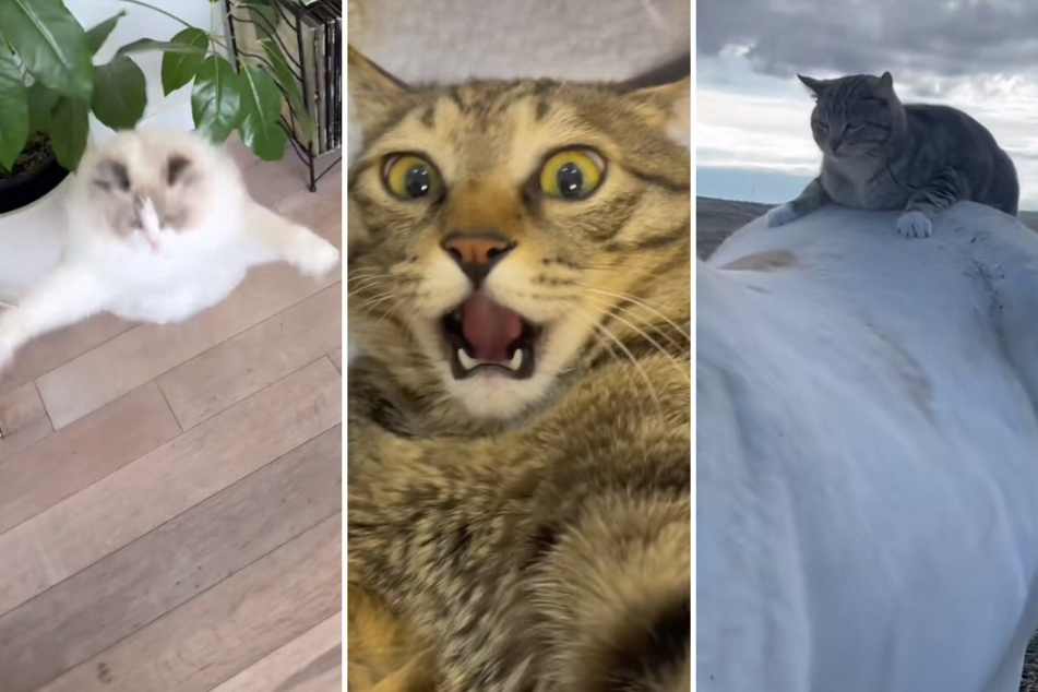 These three hilarious cat videos have taken over TikTok and we're not complaining!