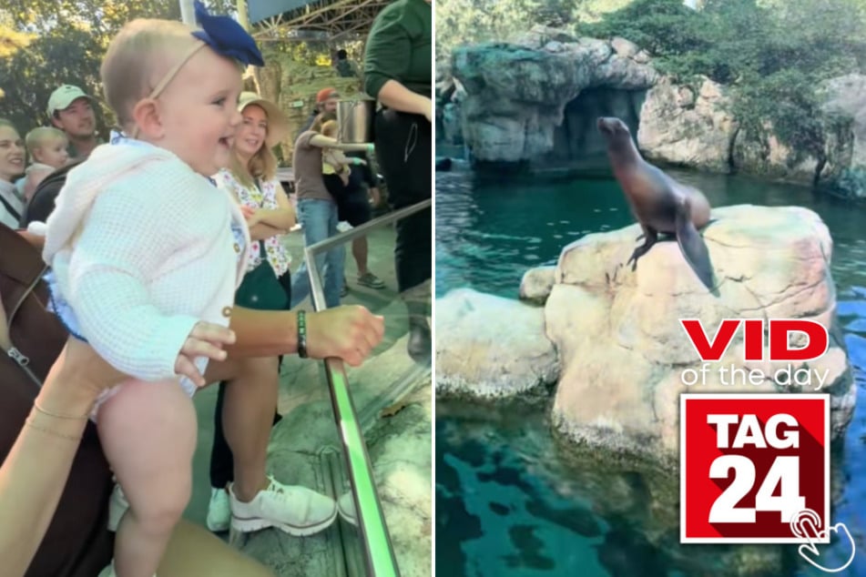 This baby's giggles were so loud, even the sea lion couldn't compete!