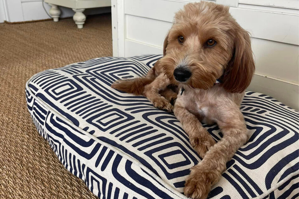 Happy End für Jersey: Der Hund ist heute nicht wiederzuerkennen, hat ein neues Zuhause bekommen.