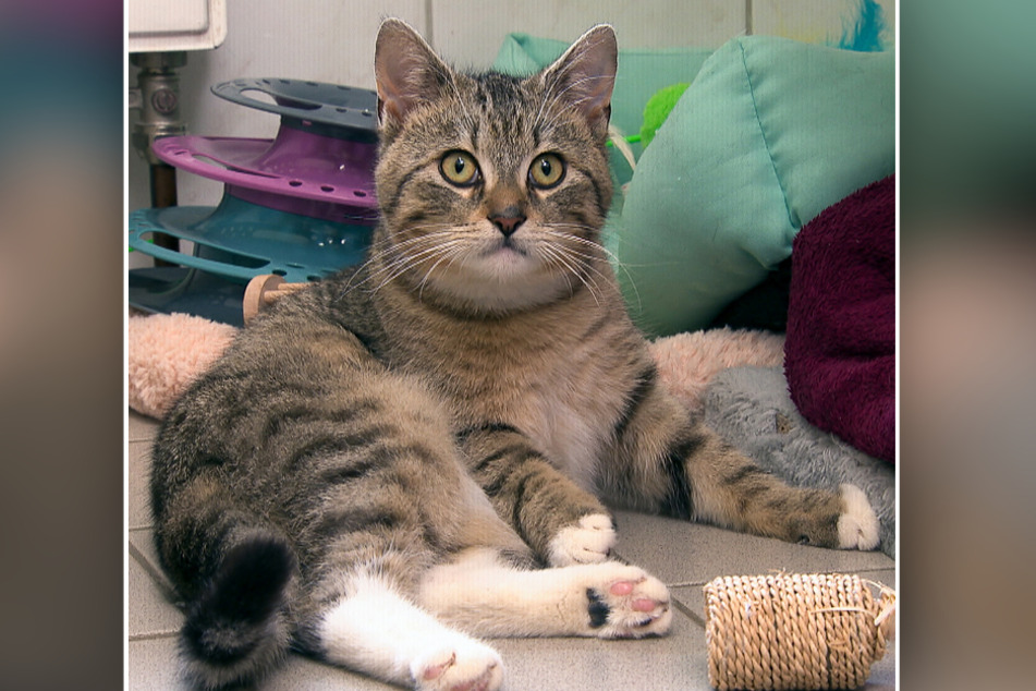 Kater Rocky (1) genießt derzeit die Aufmerksamkeit im Tierheim. Dennoch wünscht er sich neue Besitzer.