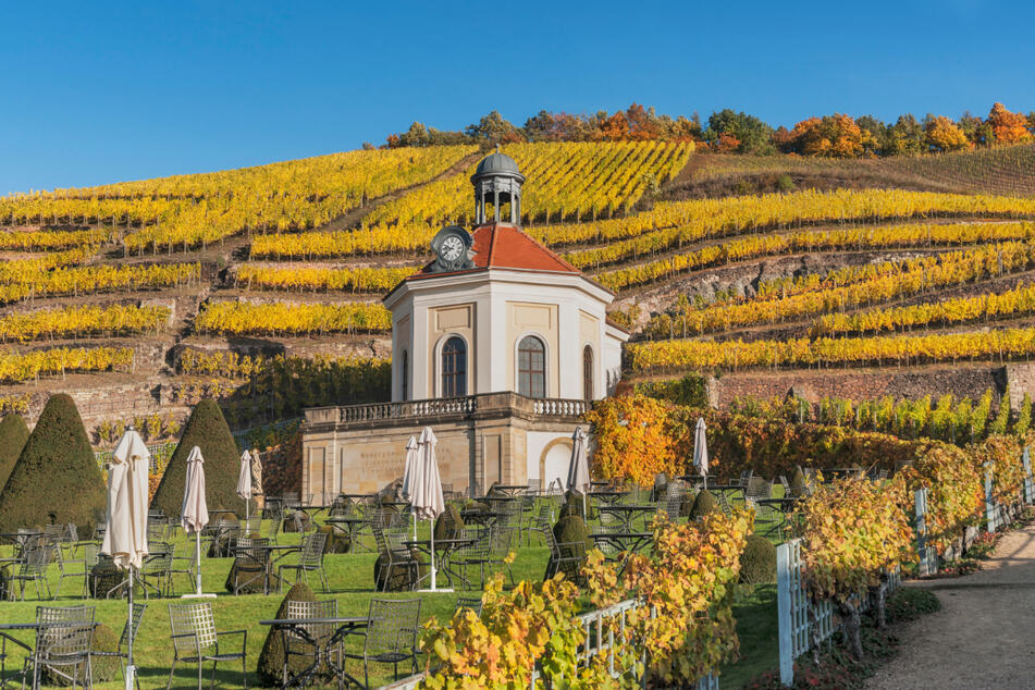 Die Trauben für den Premiumsekt werden auf den Weinbergen vorverkostet, handverlesen und besonders vorsichtig transportiert.