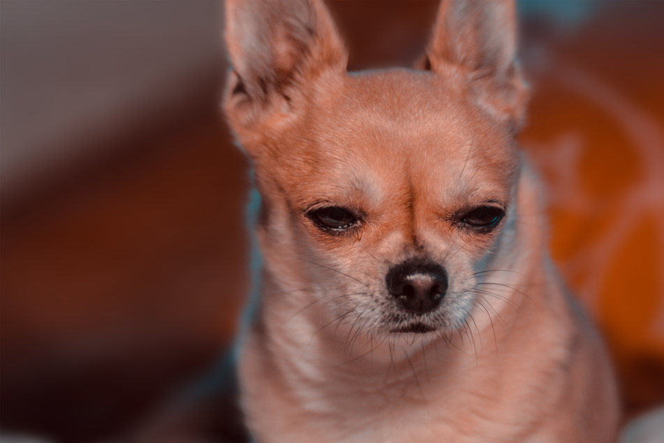 Don't worry, not every chihuahua looks this sauced.