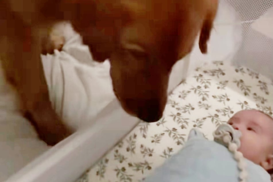 Es ist immer derselbe Grund: Golden Retriever Winston will, dass es dem Baby seiner Besitzer an nichts fehlt.