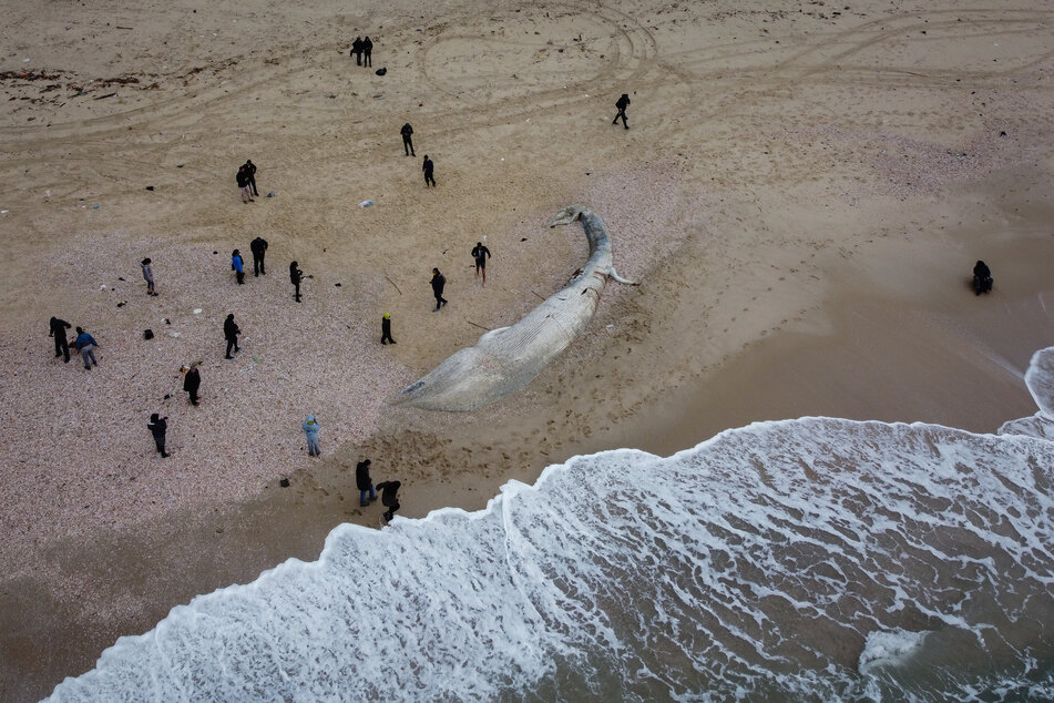 Eine Luftaufnahme zeigt das tote Finnwal-Kalb, das an einem Strand südlich von Tel Aviv angespült wurde. Laut israelischer Beamten ist die Todesursache unklar.