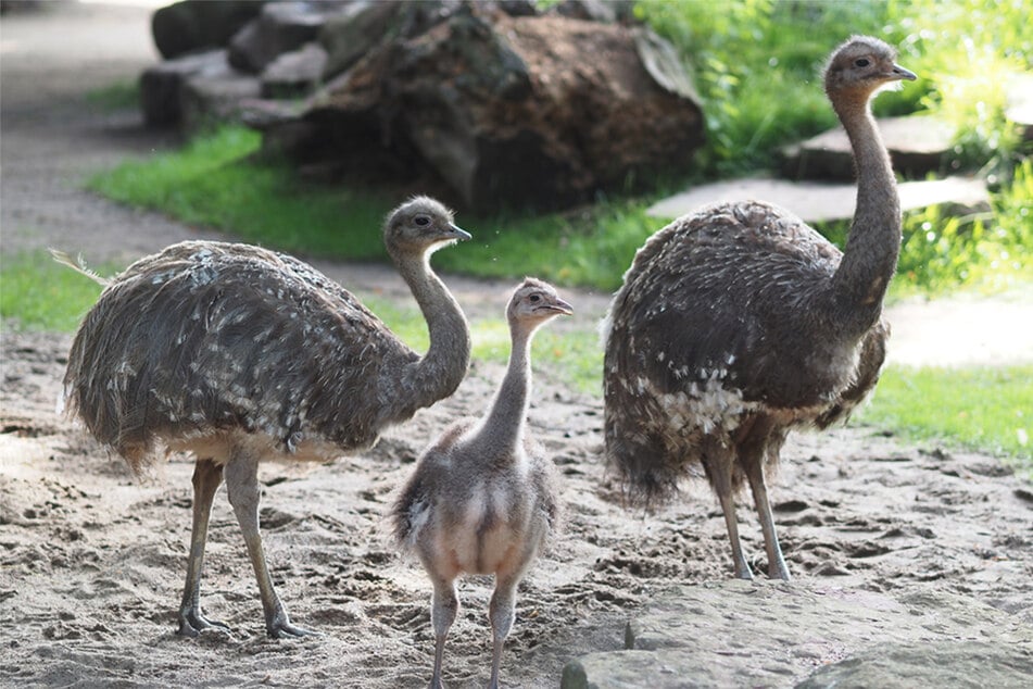 In der freien Wildbahn leben die Laufvögel aus Südamerika auf bis zu 4500 Metern Höhe.