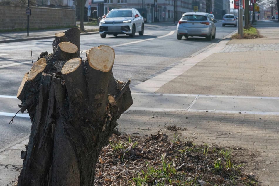 Dabei müssen auch Bäume gefällt werden.