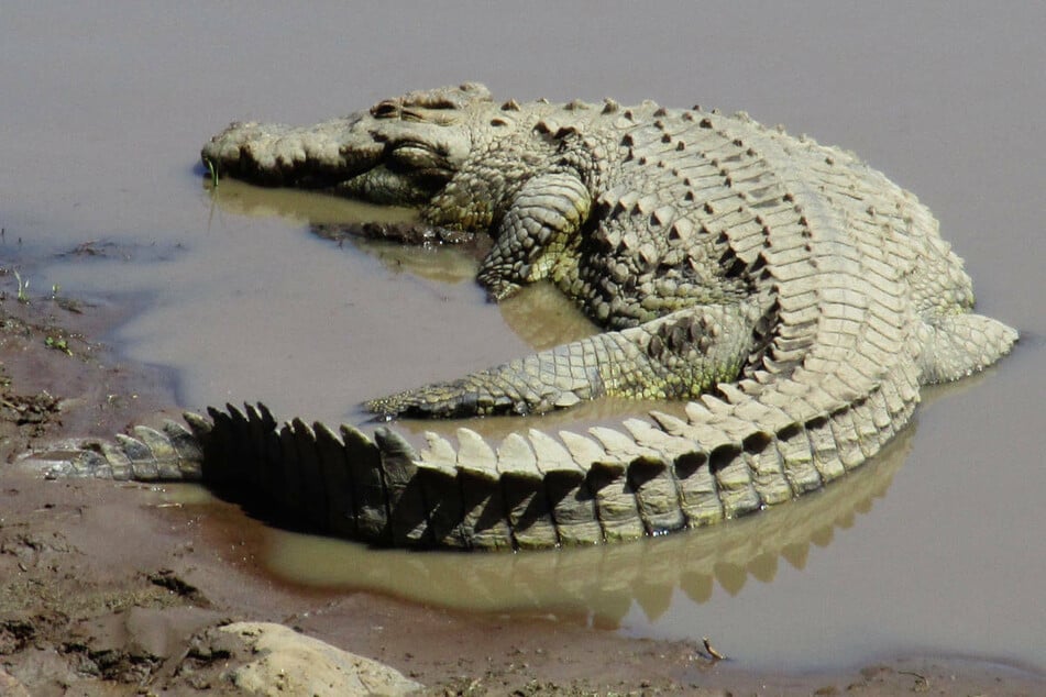 Großalarm: Zeugen melden Krokodil im Fluss!