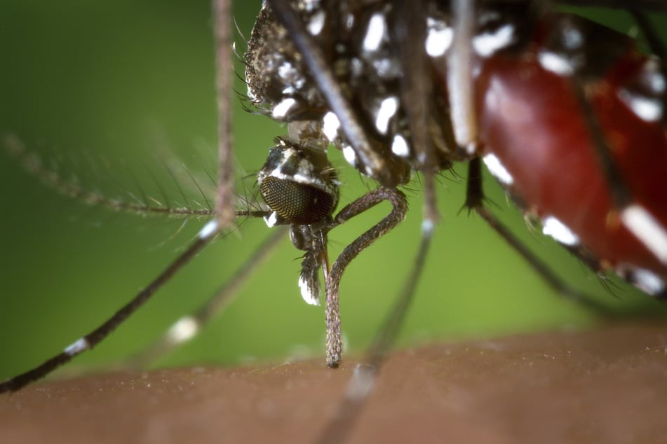 Die Mücke gilt als Übertrager etwa des Dengue-Virus.