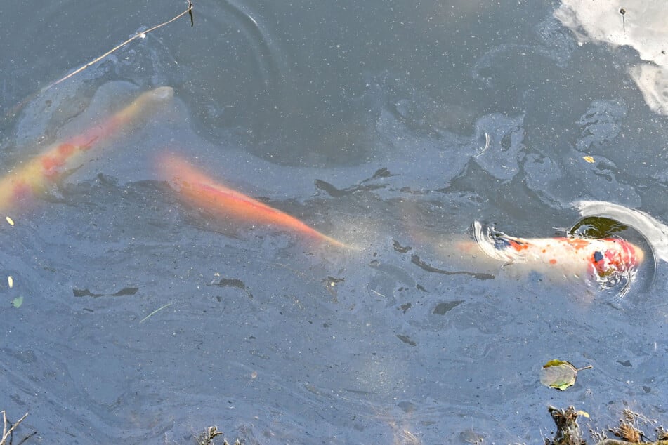 Auch Kois können Krankheiten und Parasiten übertragen, die für heimische Fische den Tod bedeuten.
