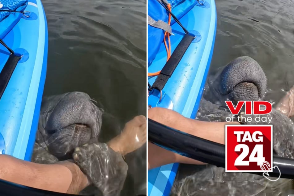 viral videos: Viral Video of the Day for February 19, 2025: Florida woman gets adorable manatee hug while kayaking!