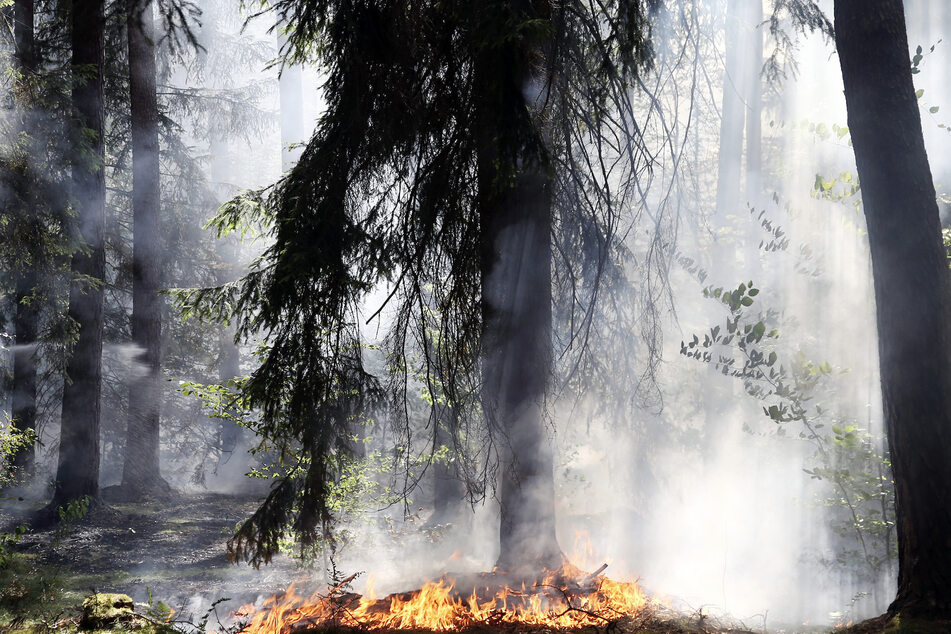 Anhaltende Trockenheit hat zu einem Waldbrand zwischen Bayern und Thüringen geführt. (Symbolbild)