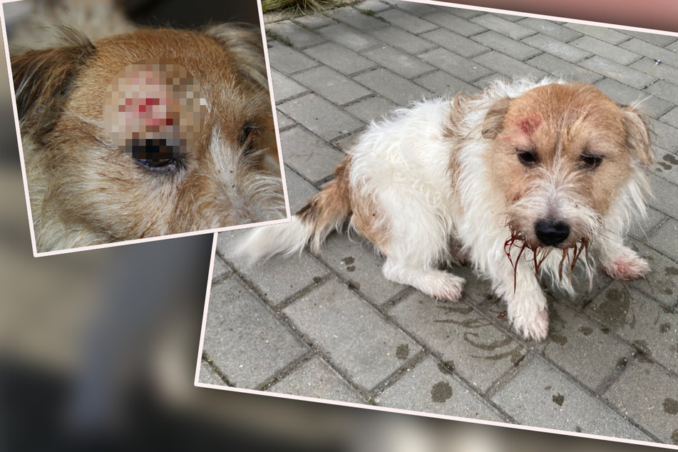 Unfassbar grausam! Kleiner Hund in Sachsen misshandelt und lebendig unter Müll begraben