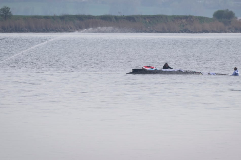 Taucher und Boote nähern sich am Donnerstag dem gestrandeten Wal.