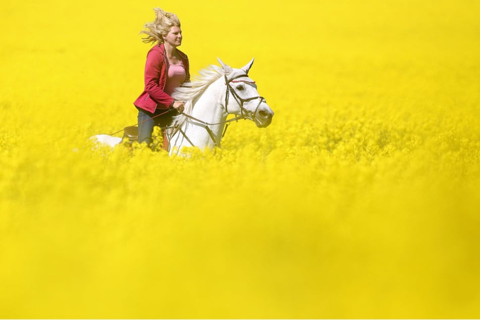 Sachsen ist bundesweit das fünftgrößte Rapsanbaugebiet. (Symbolbild)