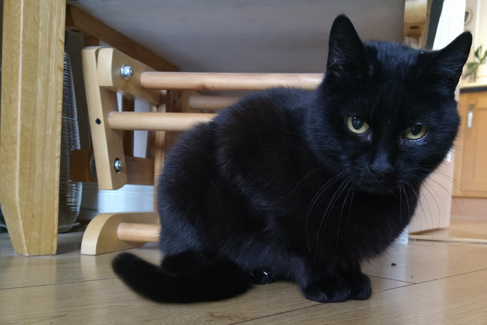 Katze wird vier Jahre lang vermisst: Dann kehrt sie zu ihrer Familie zurück!
