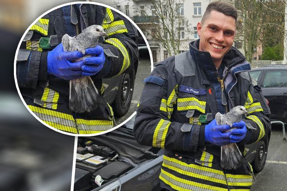 Leipzig: Tierrischer Einsatz in Leipzig: Feuerwehr befreit Taube aus Motorraum