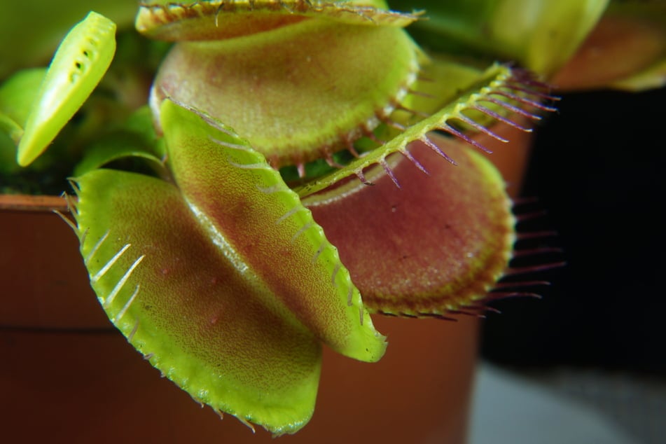 Die Pflanze bildet eine Klappfalle mit stachelförmigen Fühlborsten an den Rändern der beiden Fangblätter.